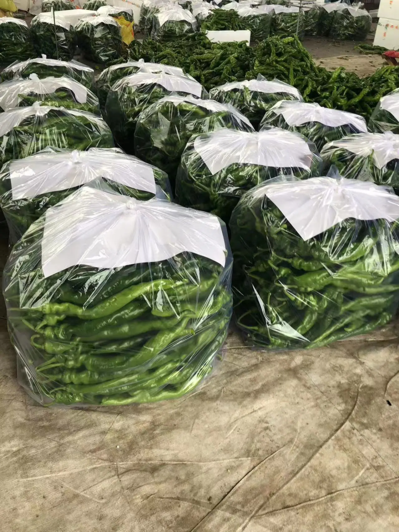 河北鲜辣椒保定大棚鲜辣椒-螺丝椒一手货源大量供货支持代发
