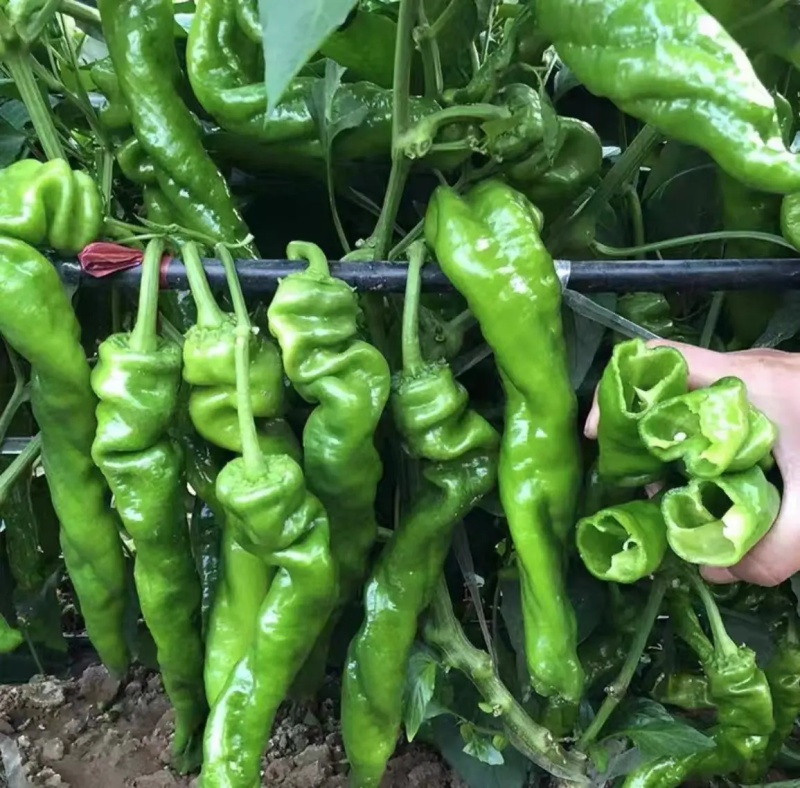 河北鲜辣椒保定大棚鲜辣椒-螺丝椒一手货源大量供货支持代发