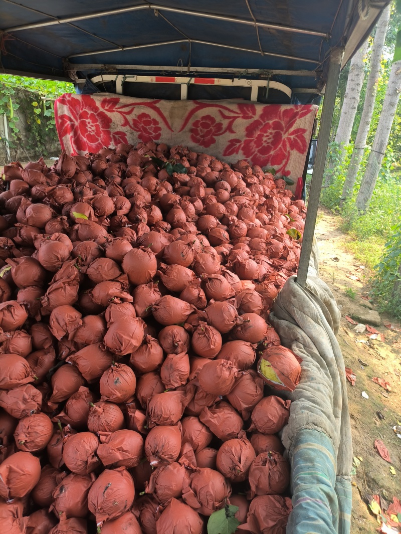 自家果园产的皇冠梨