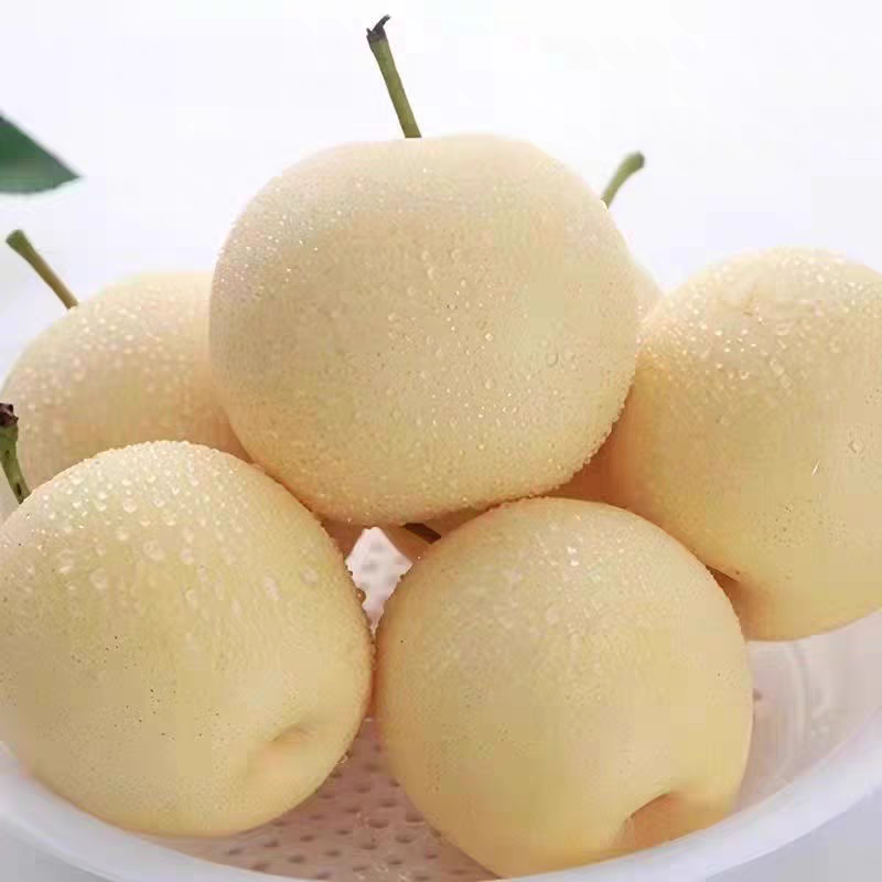 河北梨/皇冠梨/清甜可口/大量出货/量大从优/欢迎咨询订