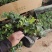 常春藤盆栽植物室内垂吊净化空气四季常青藤蔓