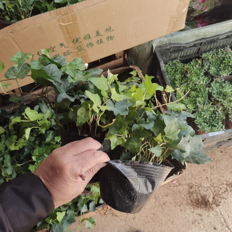 常春藤盆栽植物室内垂吊净化空气四季常青藤蔓