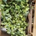 常春藤盆栽植物室内垂吊净化空气四季常青藤蔓