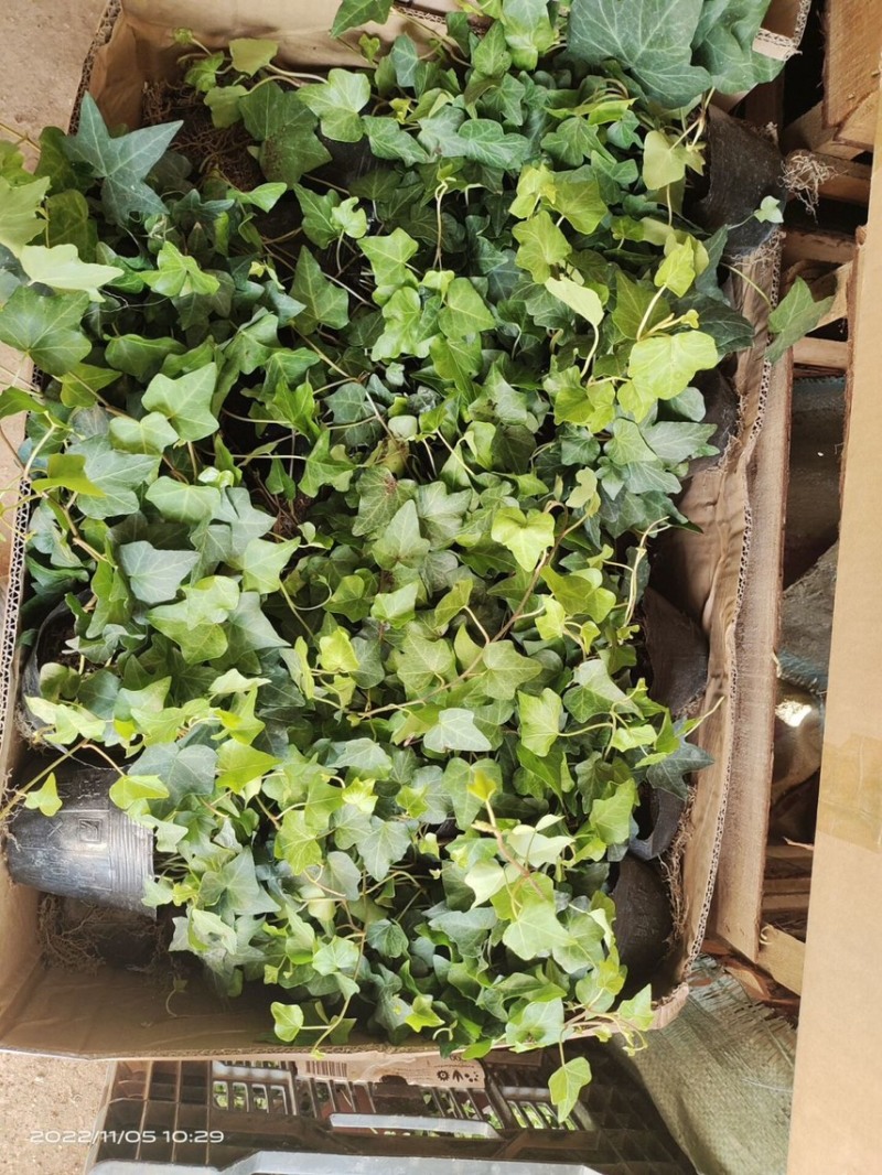常春藤盆栽植物室内垂吊净化空气四季常青藤蔓