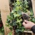 常春藤盆栽植物室内垂吊净化空气四季常青藤蔓