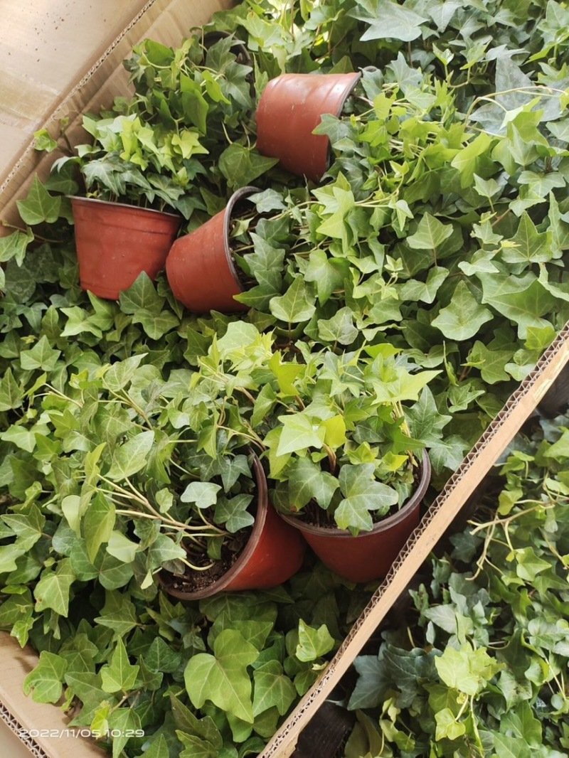 常春藤盆栽植物室内垂吊净化空气四季常青藤蔓