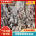 羊小肚羊百叶散袋红肠大量有货工厂批发