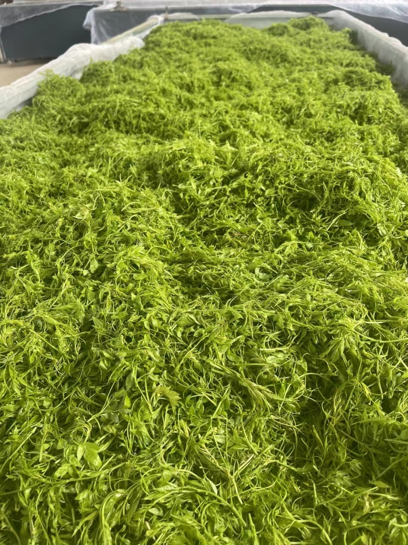 张家界莓茶