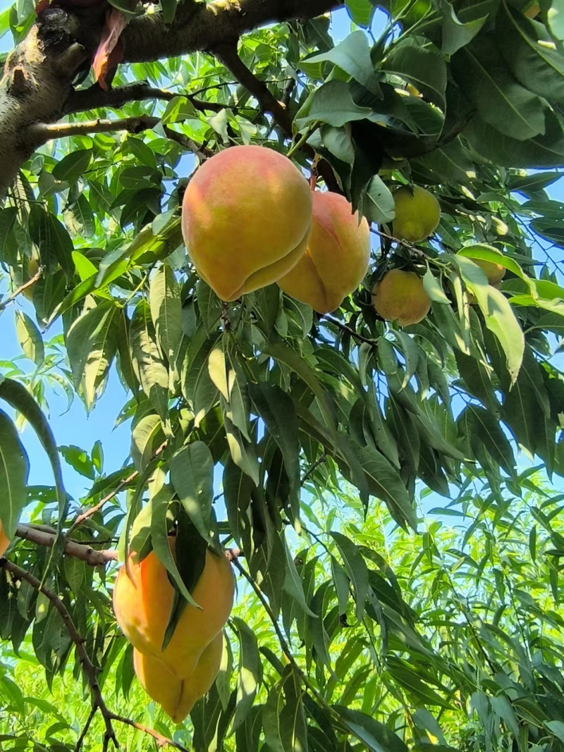 深州蜜桃