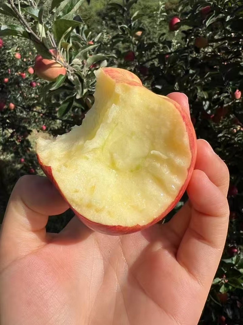 昭通苹果精品红露苹果产地直发一件代发供应各大电商
