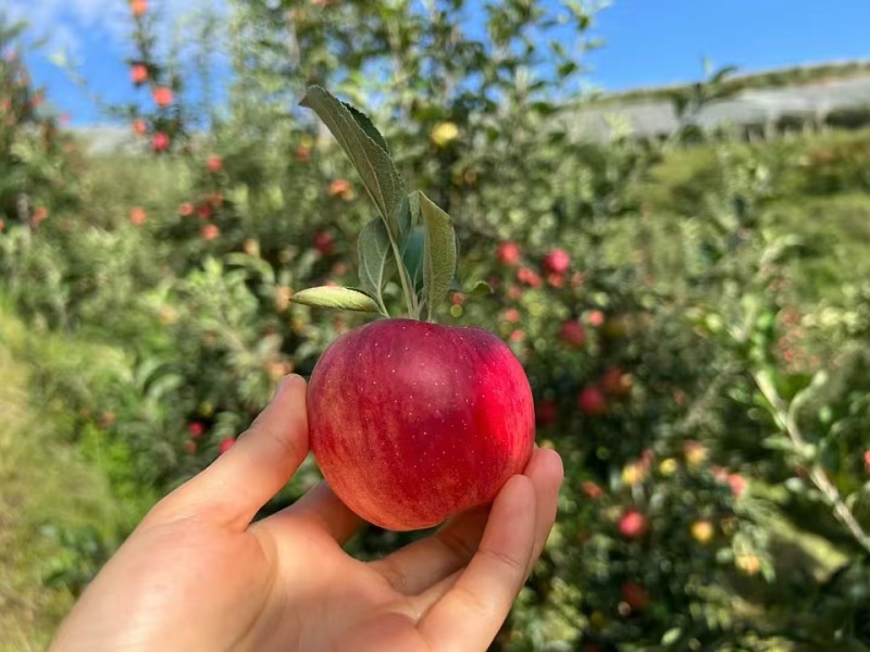 昭通苹果精品红露苹果产地直发一件代发供应各大电商