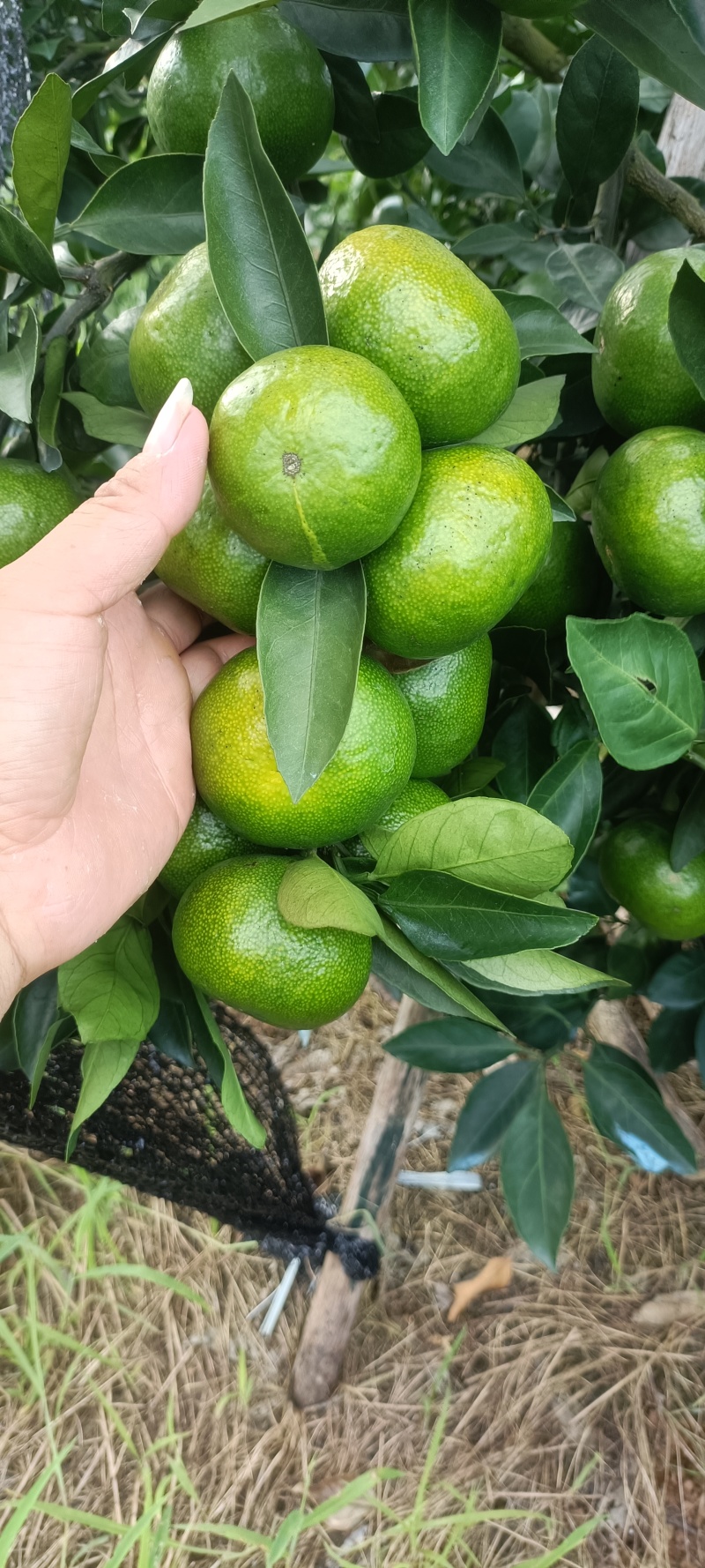 特早蜜桔