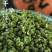 2024新货重庆江津青花椒青麻椒产地直销一手货源