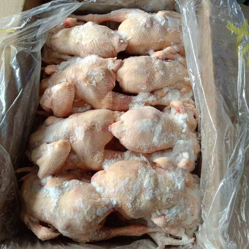 二级三黄鸡
