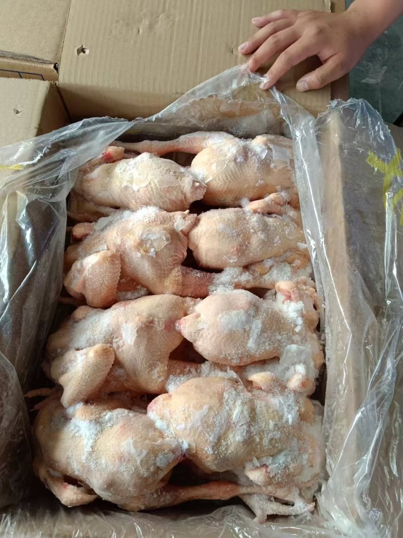 二级三黄鸡