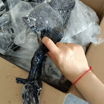 乌鸡