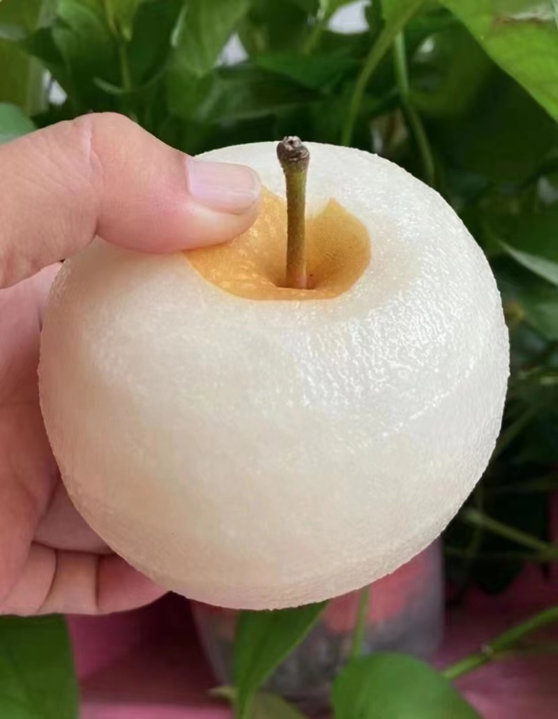 费县秋月梨大量上市，量大质优价优一手货源欢迎采购
