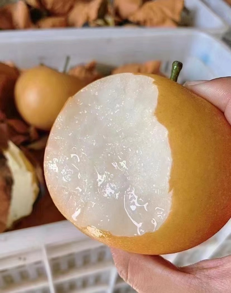 费县秋月梨大量上市，量大质优价优一手货源欢迎采购