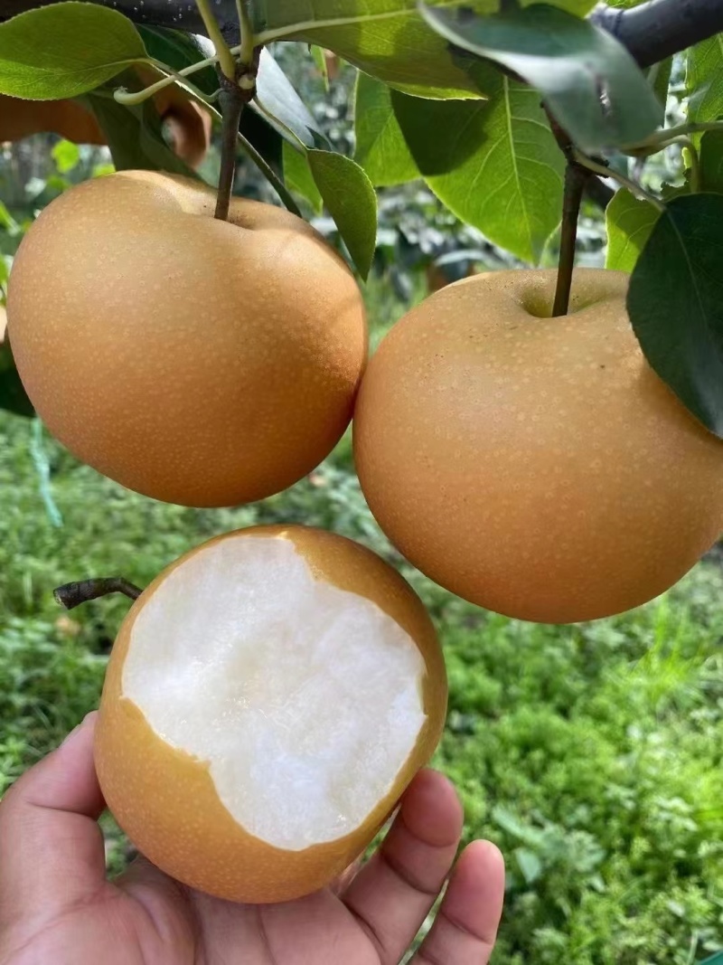 费县秋月梨大量上市，量大质优价优一手货源欢迎采购
