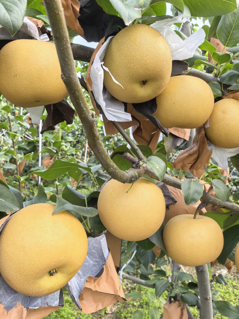 费县秋月梨大量上市，量大质优价优一手货源欢迎采购