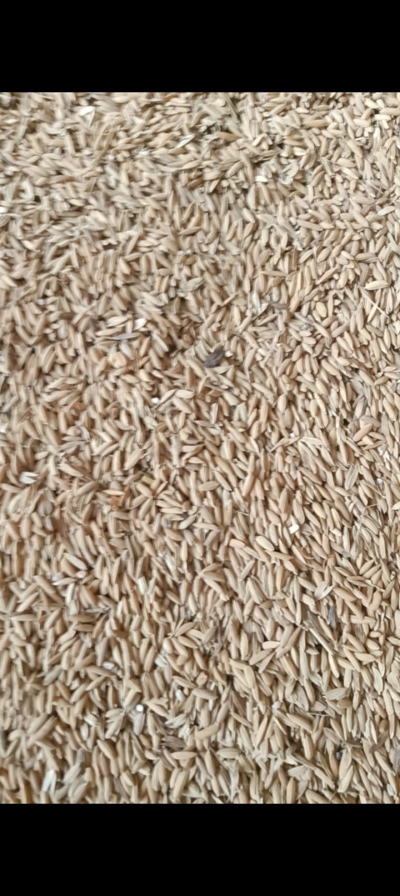 粮库的好粮，无杂志，无霉变，干净，新鲜刚刚出粮库！！！！