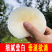 秋月梨-精品-无梨栓-无瑕疵，预定