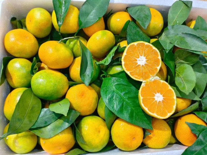 湖北蜜橘大量上市品质保证一手货源量大从优