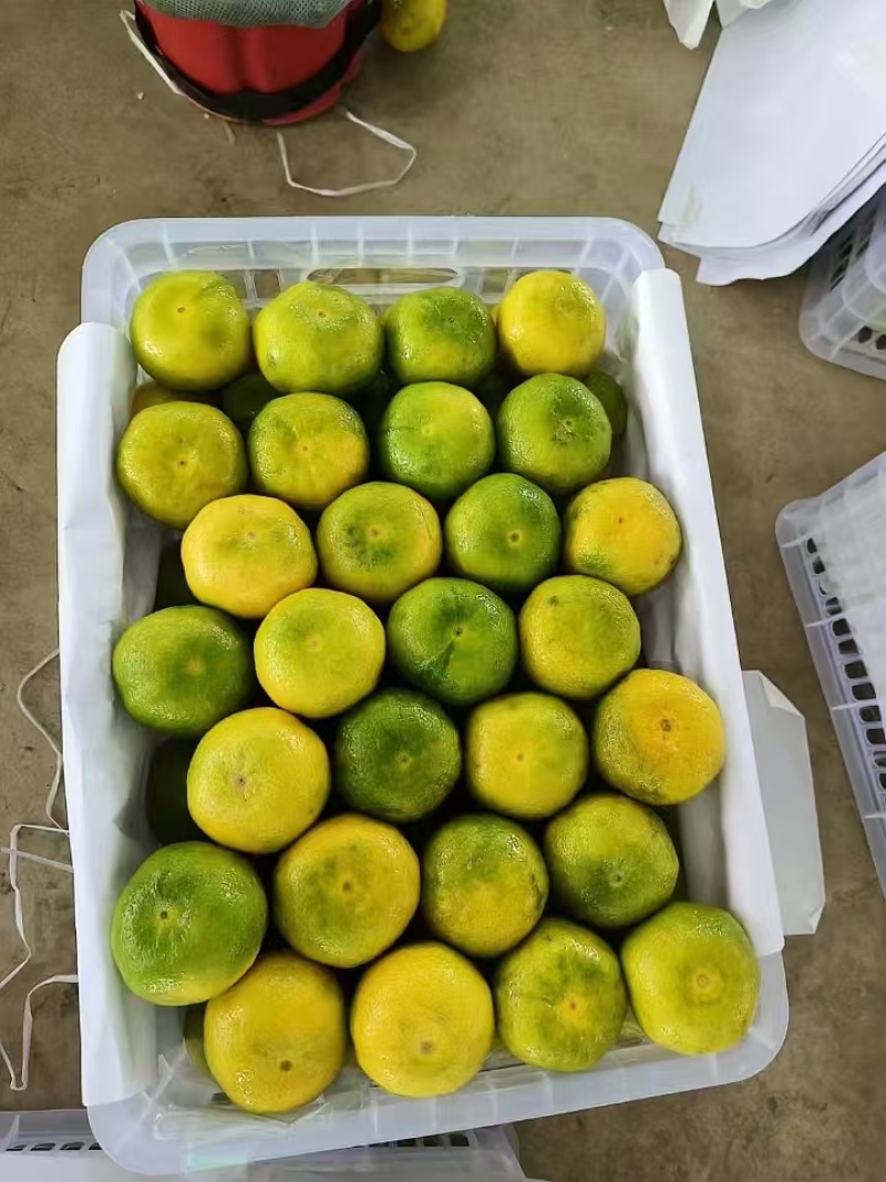 湖北蜜橘大量上市品质保证一手货源量大从优