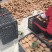湖南湘西凤凰米良一号猕猴桃已大量上市中。正在发货中……