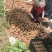 湖南湘西凤凰米良一号猕猴桃已大量上市中。正在发货中……