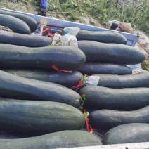 黑皮冬瓜，青皮冬瓜，吊冬瓜基地直发，500亩基地