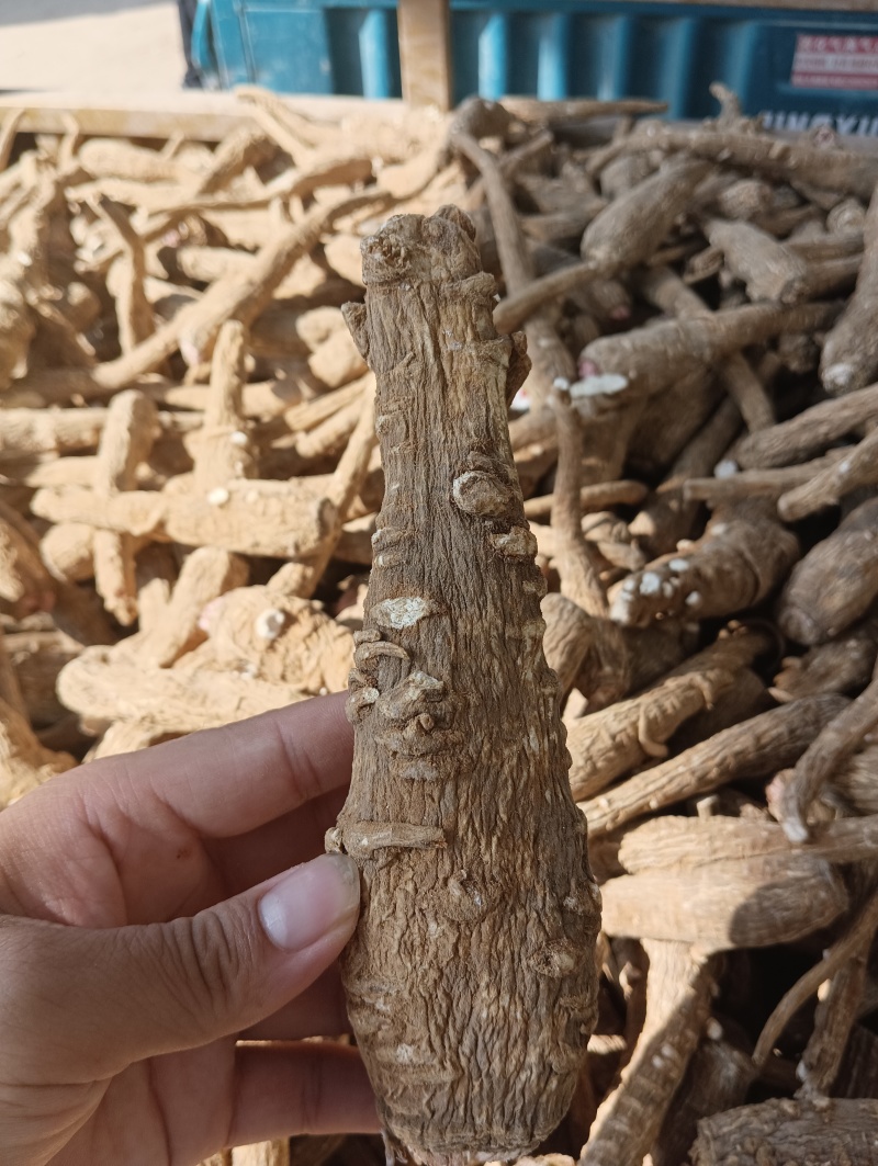 白芷个子批发产地直销量大从优物美廉价！欢迎大家前来选