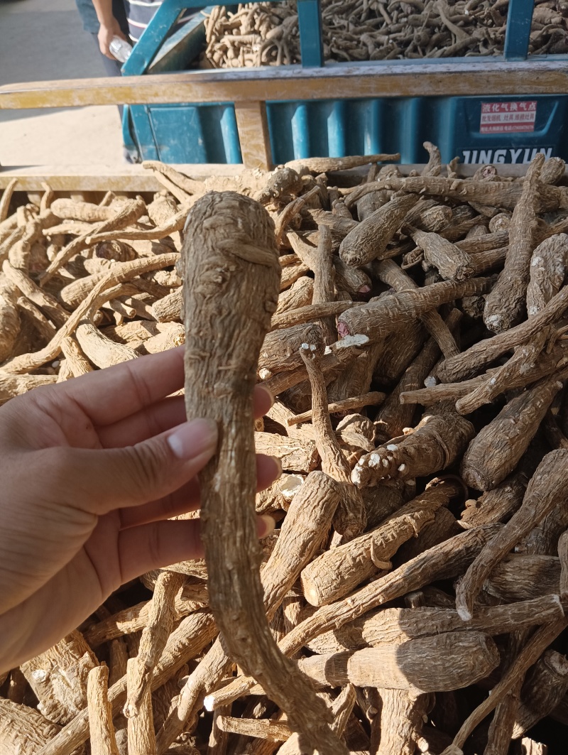 白芷个子批发产地直销量大从优物美廉价！欢迎大家前来选