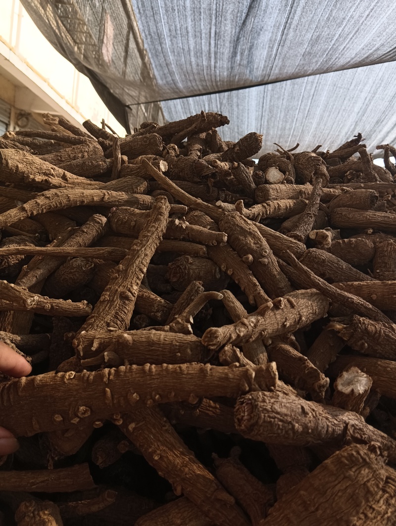 白芷个子批发产地直销量大从优物美廉价！欢迎大家前来选