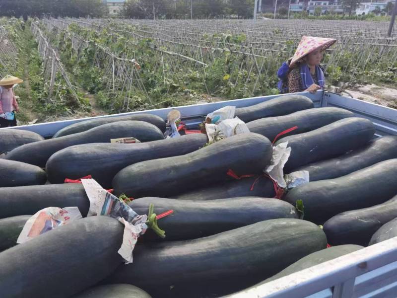 黑皮冬瓜，青皮冬瓜，吊冬瓜基地直发，500亩基地