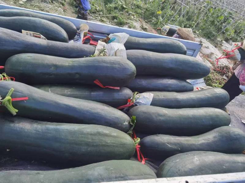 黑皮冬瓜，青皮冬瓜，吊冬瓜基地直发，500亩基地