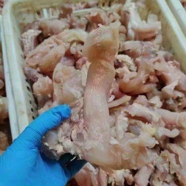 牛蹄筋主筋