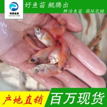 鲲腾优选红罗非鱼苗彩虹鲷鱼苗珍珠优红技术支持