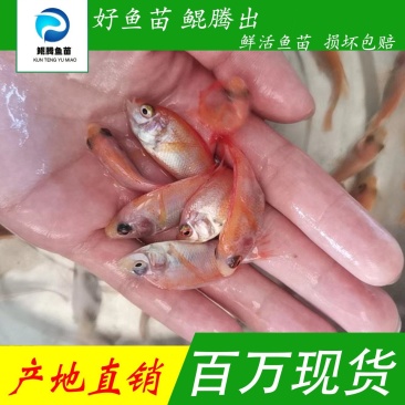 鲲腾优选红罗非鱼苗彩虹鲷鱼苗珍珠优红技术支持