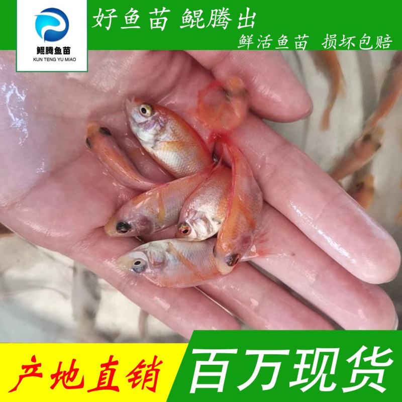 鲲腾优选红罗非鱼苗彩虹鲷鱼苗珍珠优红技术支持