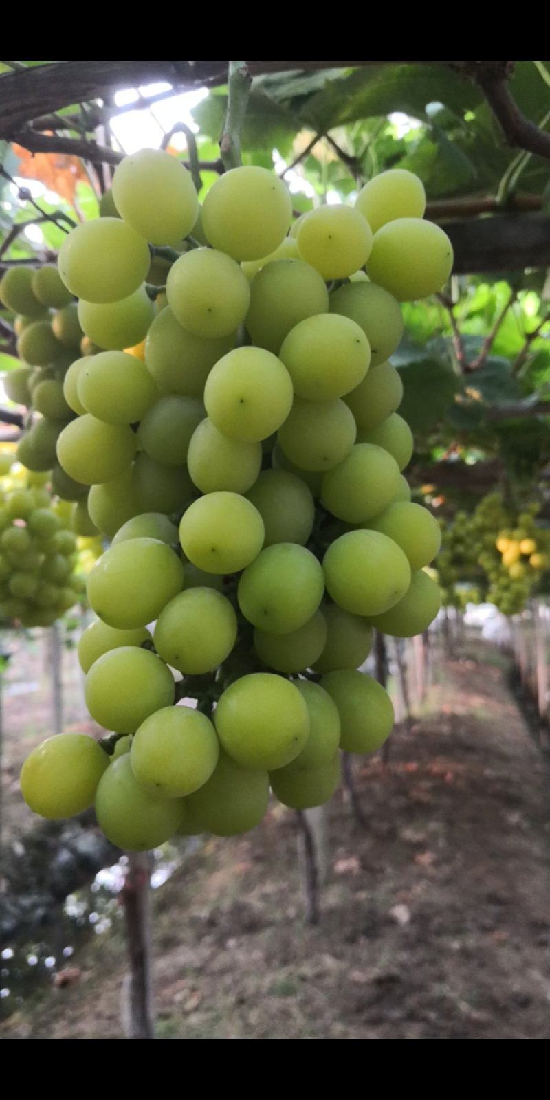 阳光玫瑰