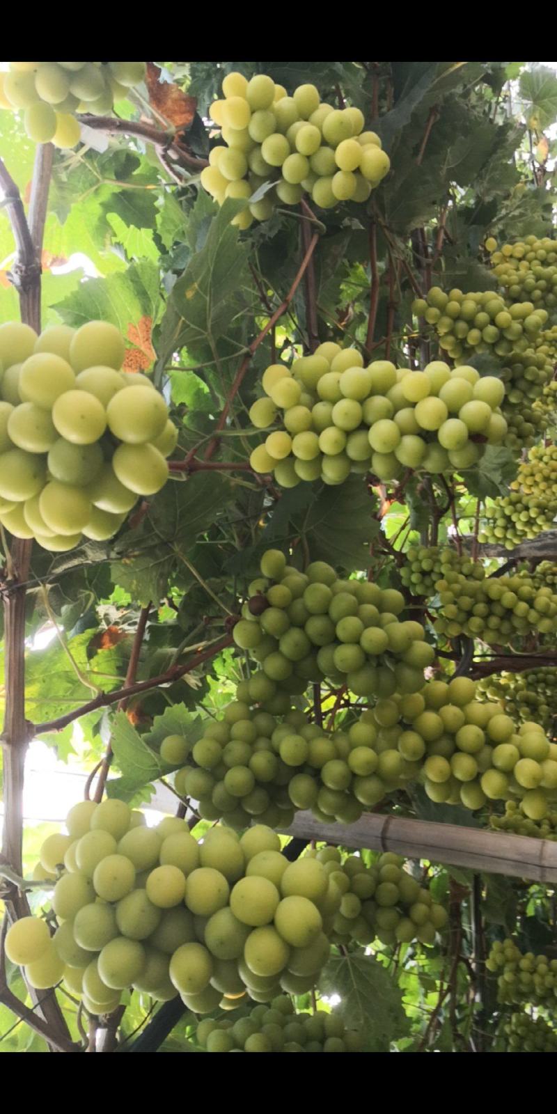 阳光玫瑰