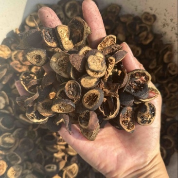 青皮醋青皮炒青皮生青皮另有青皮个现货