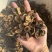 青皮醋青皮炒青皮生青皮另有青皮个现货