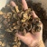 青皮醋青皮炒青皮生青皮另有青皮个现货
