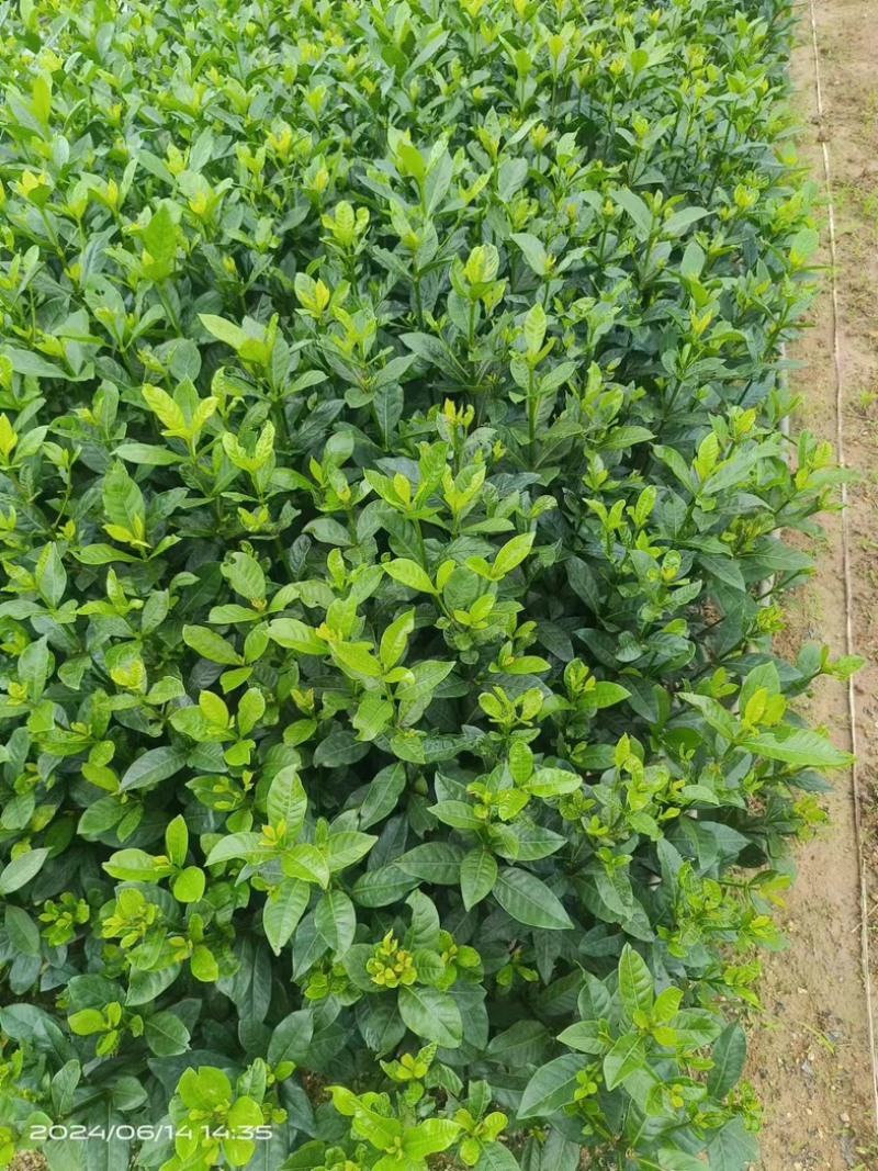 玫瑰栀子花小杯中杯产地直发质量优质