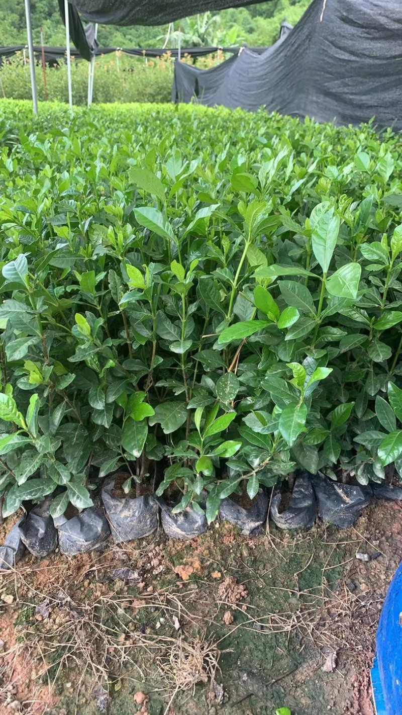 玫瑰栀子花小杯中杯产地直发质量优质