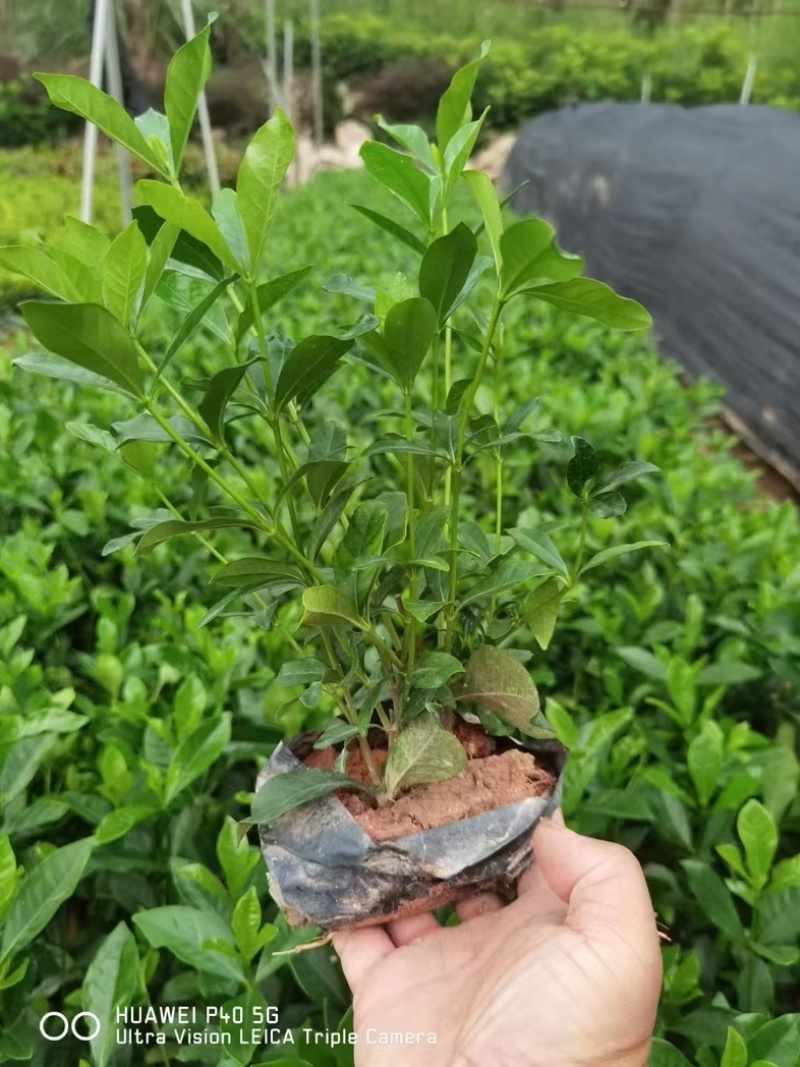 玫瑰栀子花小杯中杯产地直发质量优质