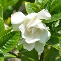 玫瑰栀子花小杯中杯产地直发质量优质