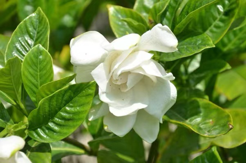 玫瑰栀子花小杯中杯产地直发质量优质
